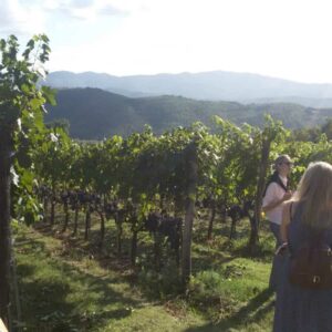 Degustación de vinos de Arezzo