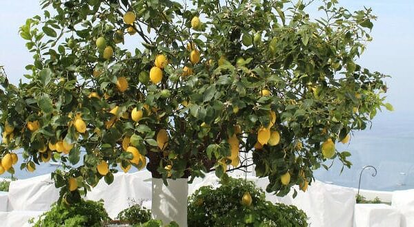 Erreur 404, le contenu n'existe plus 1 Quelle est la fragrance de l’Italie ? 9 parfums incomparables