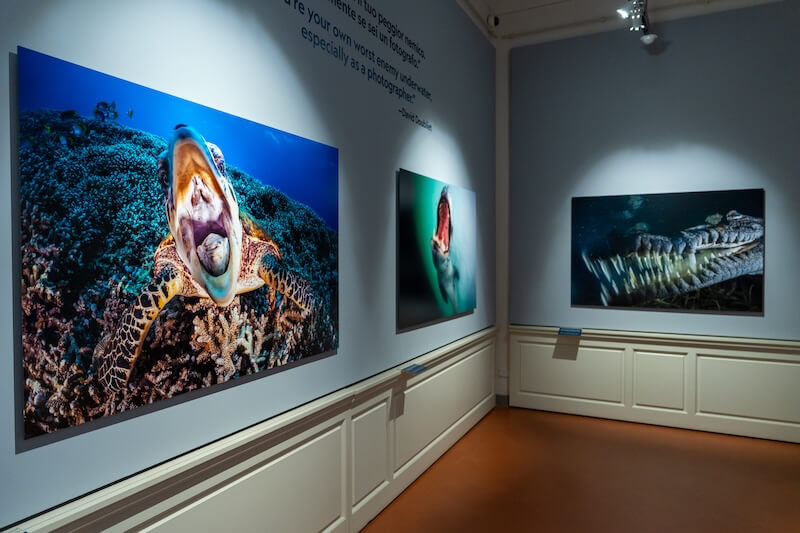 Art Exhibitions in Italy 2026: The Best Shows to See 9 Nature Art Exhibits in Italy 2026 - AntonioMulas-FCRFOceaniA7C00234